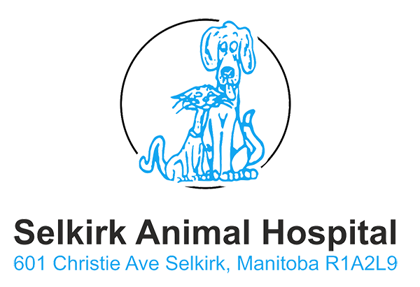 Featured image for “Selkirk Animal Hospital”